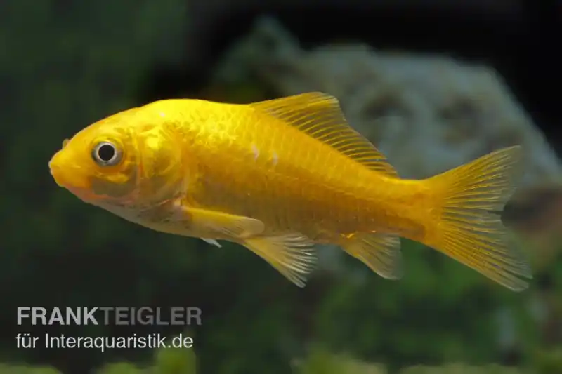 Sale Goldfisch Gelb, Carassius auratus (Kaltwasser), Größe 6-8 cm
