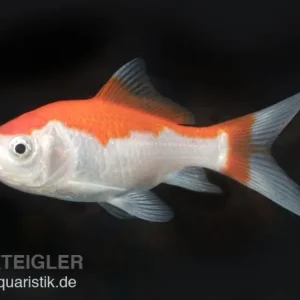 Angebot Goldfisch Sarasa rot-weiß, Carassius auratus (Kaltwasser), Größe 4-6 cm