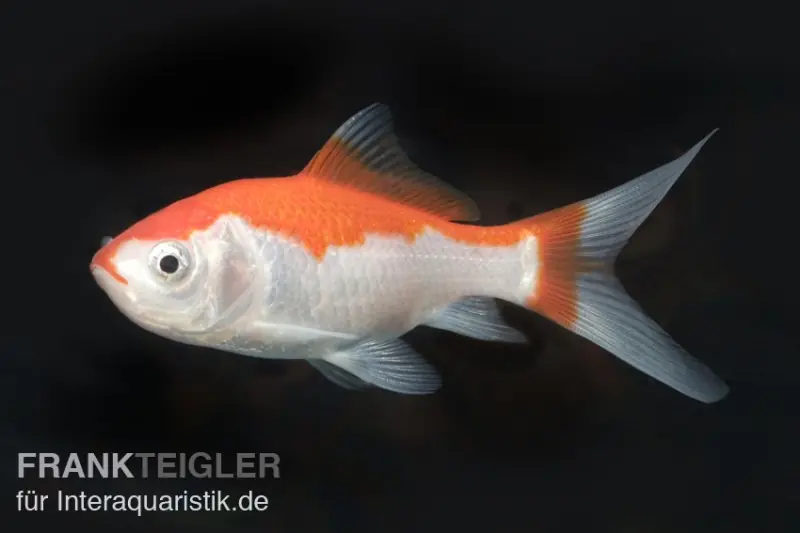 Angebot Goldfisch Sarasa rot-weiß, Carassius auratus (Kaltwasser), Größe 4-6 cm