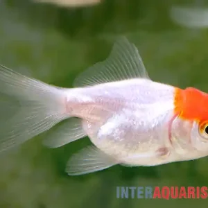 Zertifiziert Rotkopf-Oranda, Carassius auratus (Kaltwasser), Größe 4-6 cm