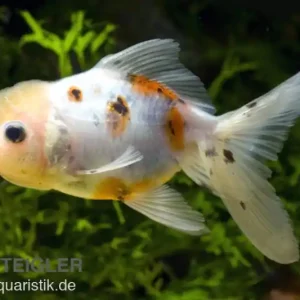 Knallerangebot Oranda calico, Carassius auratus (Kaltwasser), Größe 12-14 cm