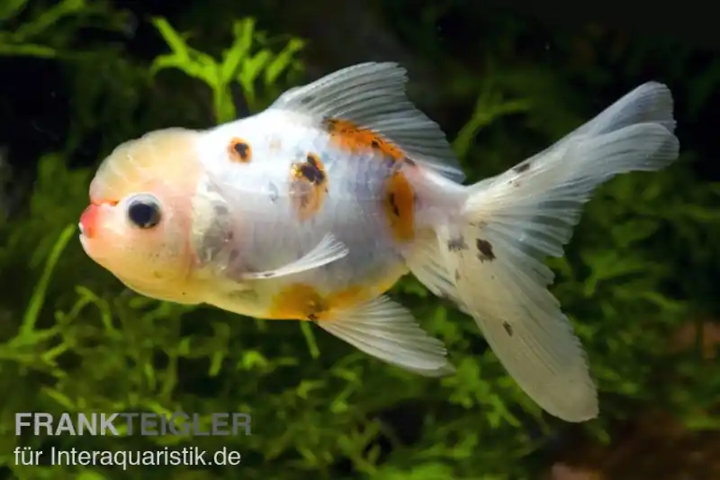 Knallerangebot Oranda calico, Carassius auratus (Kaltwasser), Größe 12-14 cm
