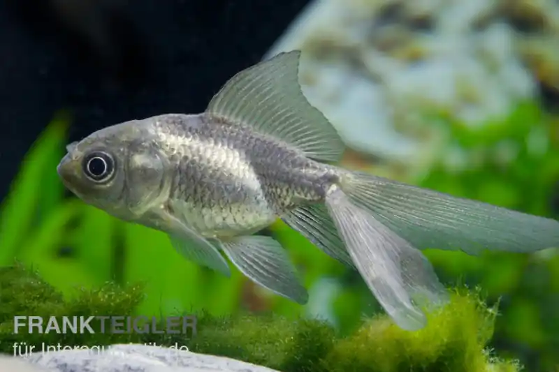 Begrenztes Angebot Oranda blau, Carassius auratus (Kaltwasser), Größe 8-10 cm