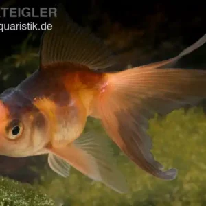 Echt Oranda rot-schwarz, Carassius auratus (Kaltwasser), Größe 4-6 cm