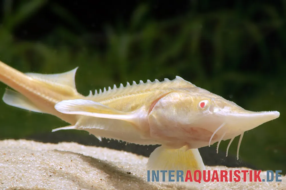 Albino-Sterlet, Acipenser ruthenus albino (Kaltwasser), 30-35 cm Super-Preis