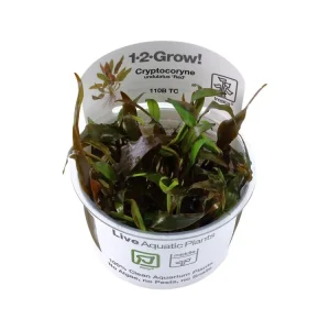 Finale Aktion Cryptocoryne undulata 'Broad Leaf' (Hoja ancha)