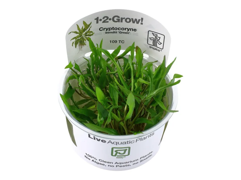 Cryptocoryne wendtii 'Green' Letzte Chance