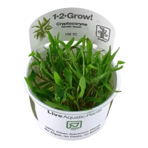 Saisonangebot Cryptocoryne wendtii 'Verde'