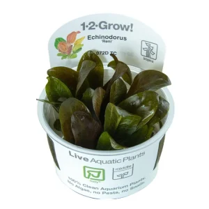 Echinodorus 'Reni' Direktkauf