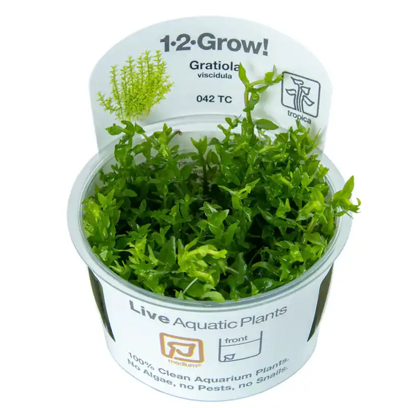 Gratiola viscidula Sale