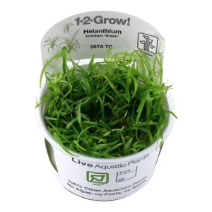 Neu Helanthium tenellum 'Green