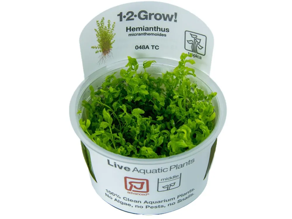 Direkt Vom Hersteller Micranthemum glomeratum