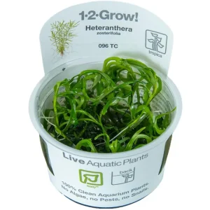 Online Kaufen Heteranthera zosterifolia