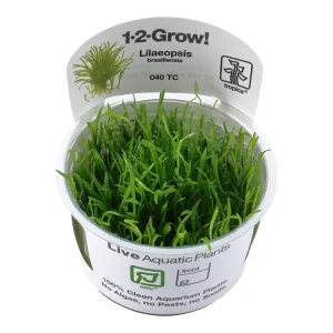 Markenprodukt Lilaeopsis brasiliensis