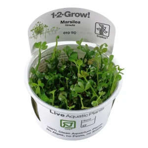 Markenprodukt Marsilea hirsuta