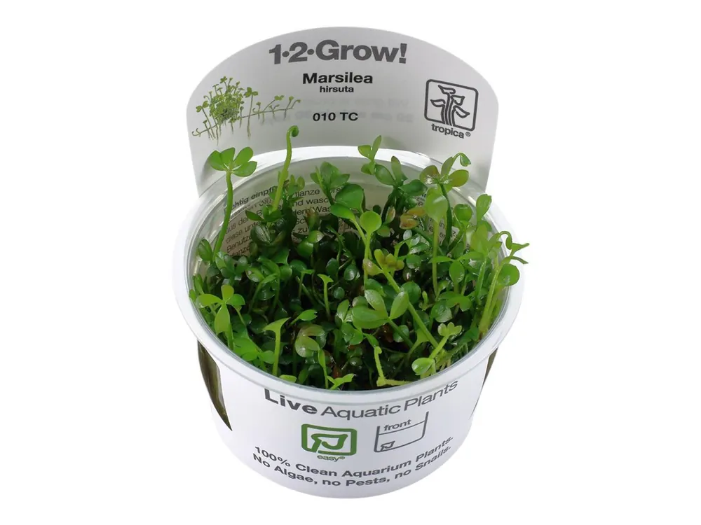 Markenprodukt Marsilea hirsuta