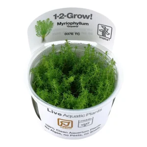 Neuheit Myriophyllum 'Guyana