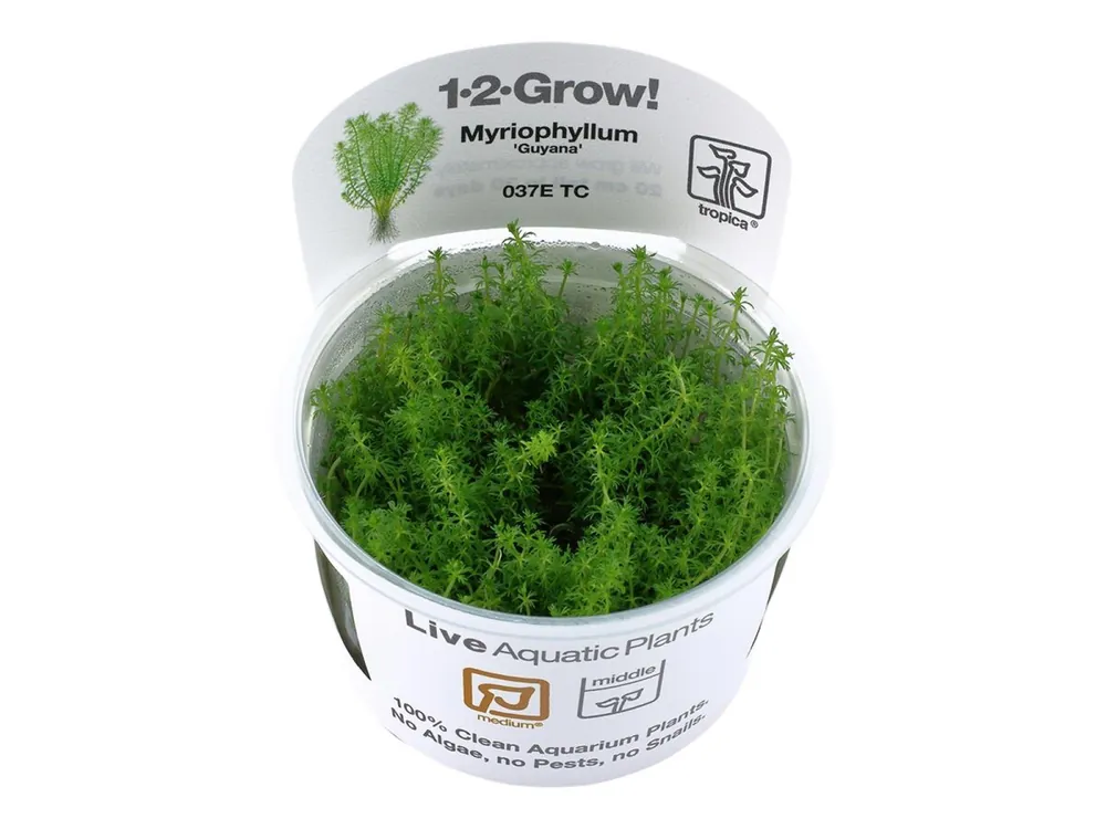 Neuheit Myriophyllum 'Guyana