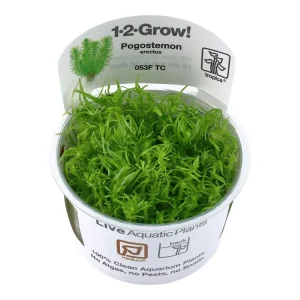 Pogostemon deccanensis Neue Kollektion