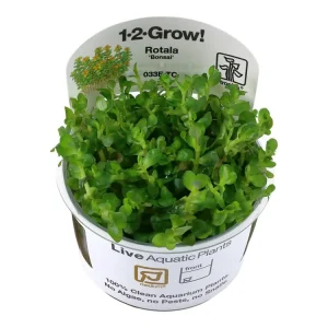 Highlight Rotala indica 'Bonsai'