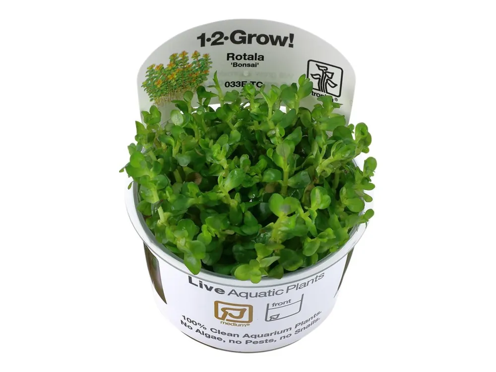 Highlight Rotala indica 'Bonsai'
