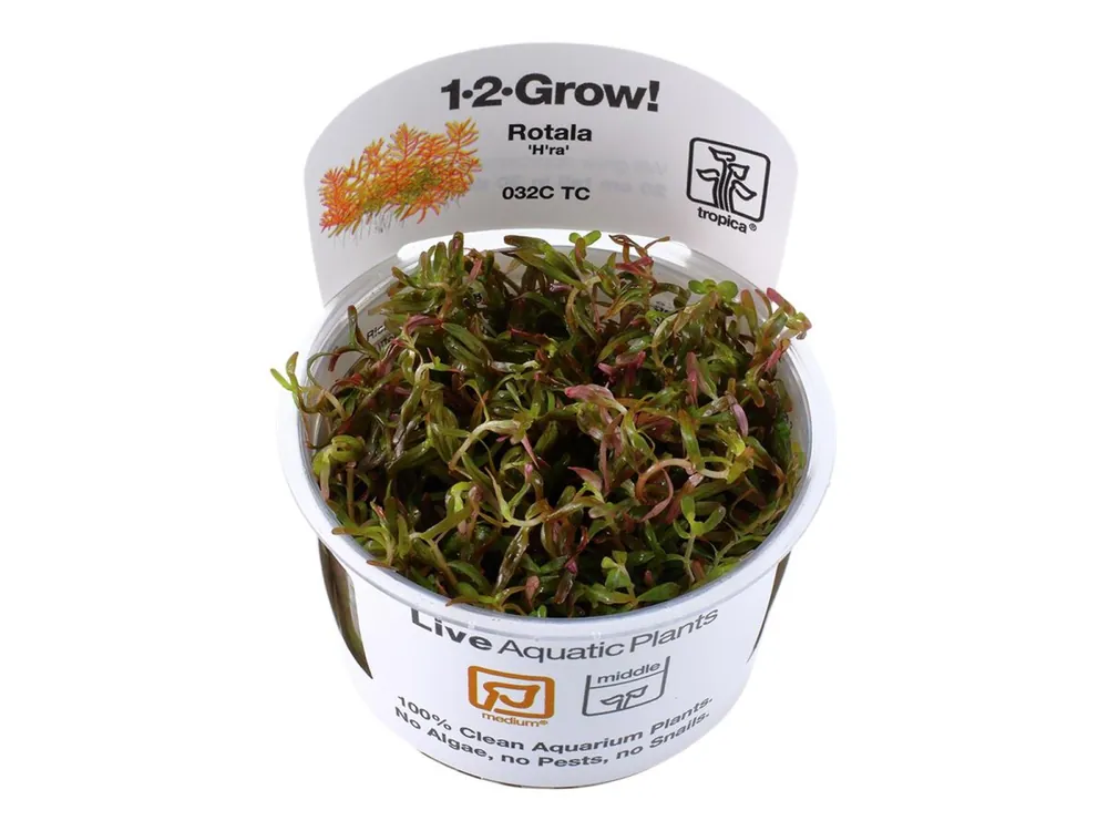 Direkt Vom Hersteller Rotala rotundifolia 'H'ra'