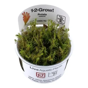 Rotala wallichii Abverkauf
