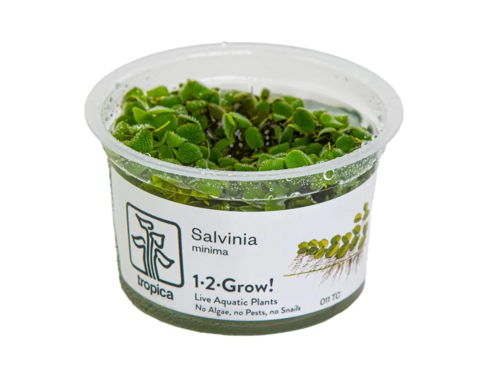 Versand Am Gleichen Tag Salvinia minima