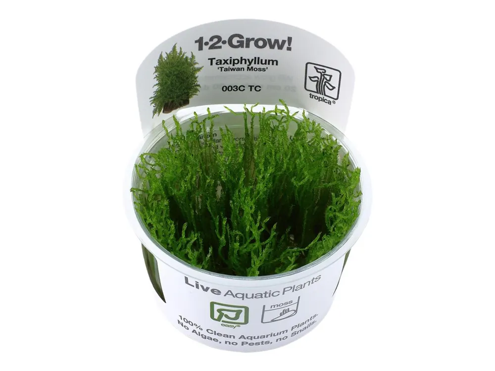Heißes Angebot Taxiphyllum alternans 'Taiwan Moos'