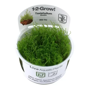 Neu Im Sortiment Taxiphyllum barbieri 'Bogor Moss' (mousse de Bogor)