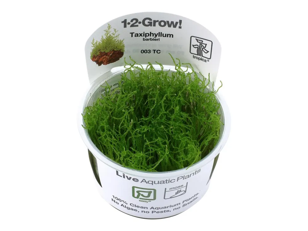 Neu Im Sortiment Taxiphyllum barbieri 'Bogor Moss' (mousse de Bogor)