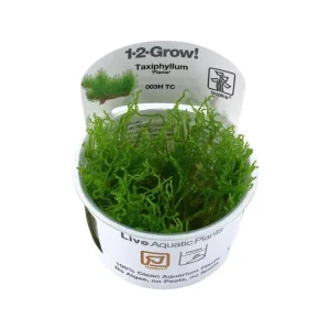 Günstig Taxiphyllum sp. 'Flame Moss'