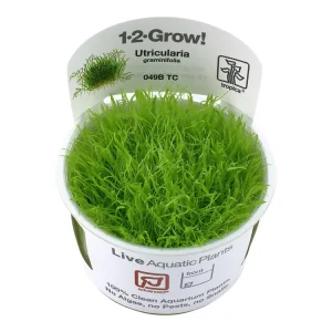 Schnäppchen Utricularia graminifolia