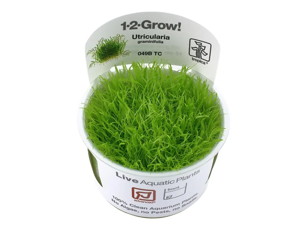 Schnäppchen Utricularia graminifolia
