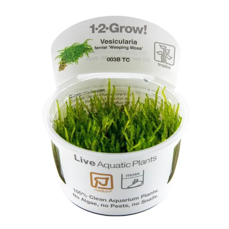 Vesicularia ferriei 'Llorona Top-Seller