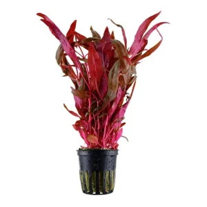 Alternanthera reineckii 'Pink' Expressversand