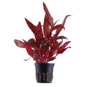 Alternanthera reineckii 'Rosanervig Schnäppchen