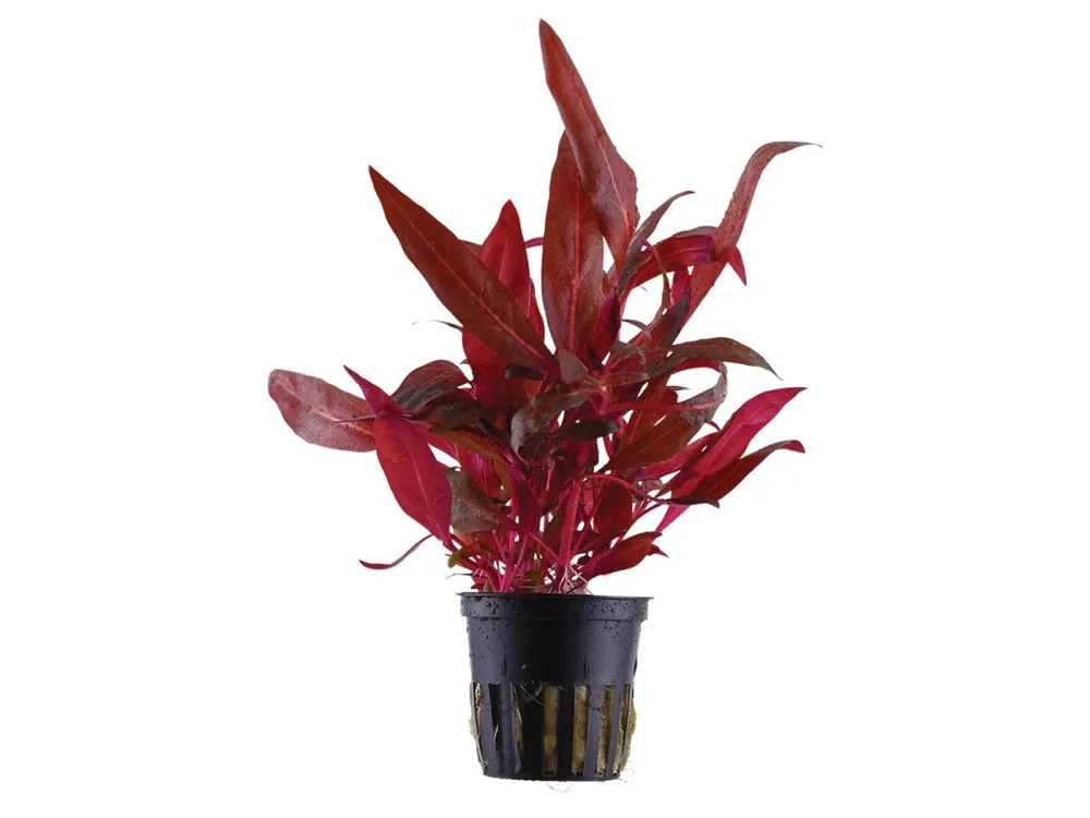Alternanthera reineckii 'Rosanervig Schnäppchen