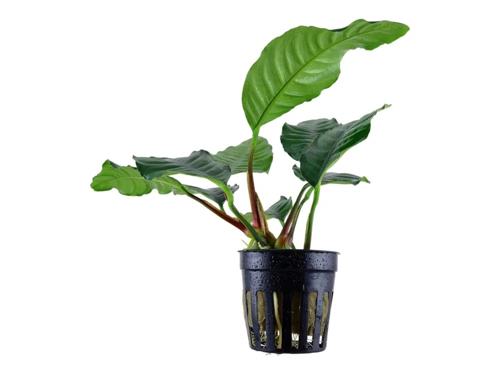 Anubias barteri 'Coffeifolia' Must-Have