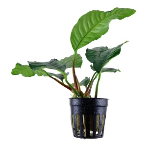 Preisreduziert Anubias barteri 'Coffeifolia