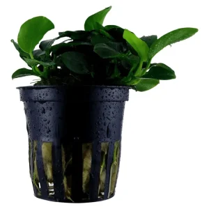 Rabatt Anubias barteri 'Petite'