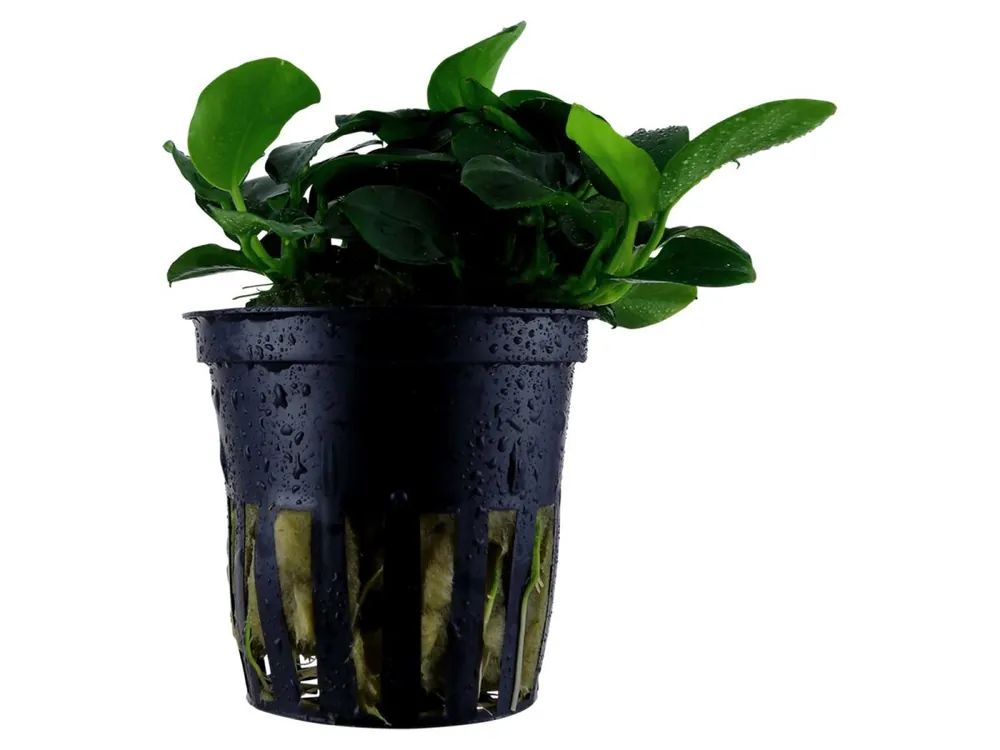 Anubias barteri 'Petite Beliebt