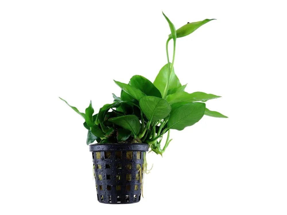Anubias barteri var. nana 'Grande' Jetzt Kaufen