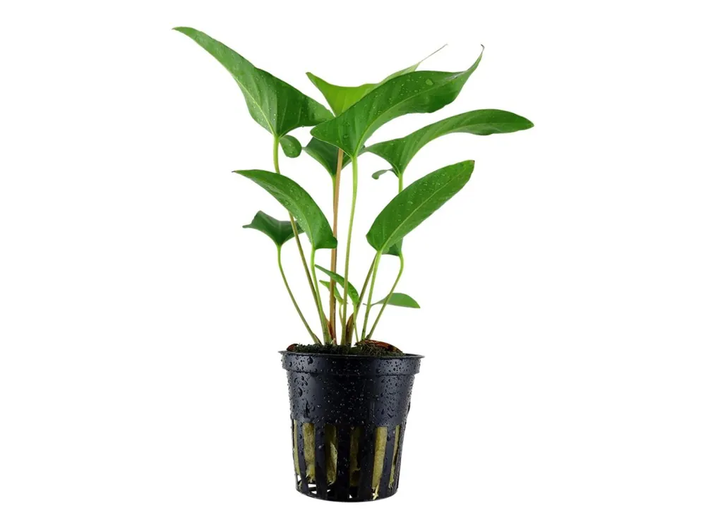 Saisonangebot Anubias gracilis