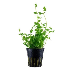 Heißes Angebot Bacopa australis
