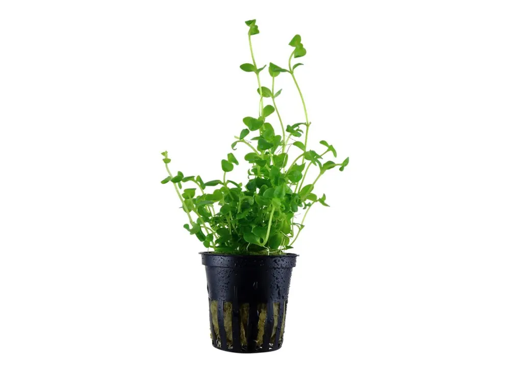 Heißes Angebot Bacopa australis