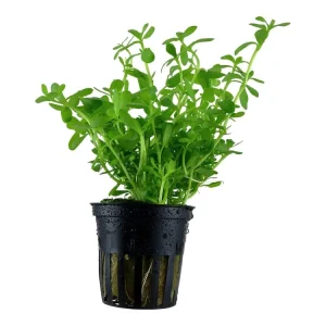 Neue Kollektion Bacopa monnieri 'Compact