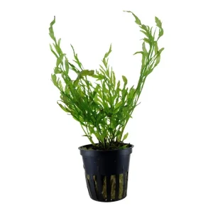 Bolbitis heudelotii Neue Kollektion
