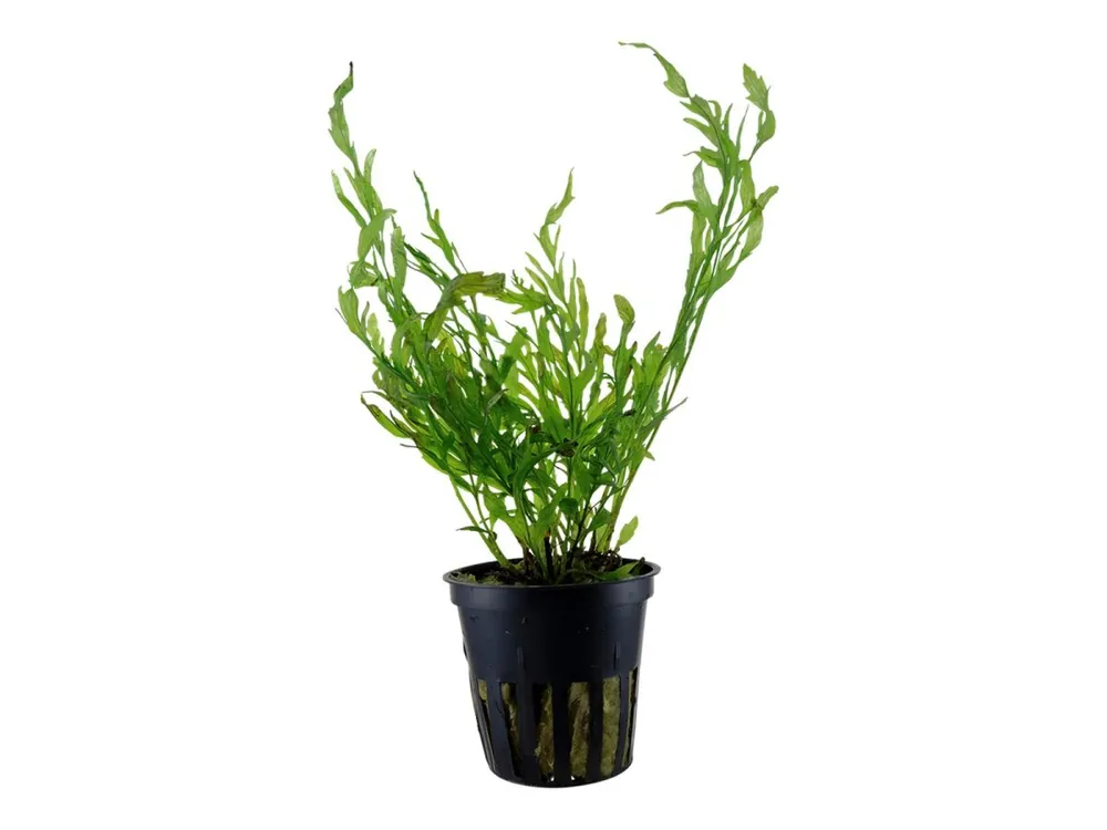 Bolbitis heudelotii Neue Kollektion