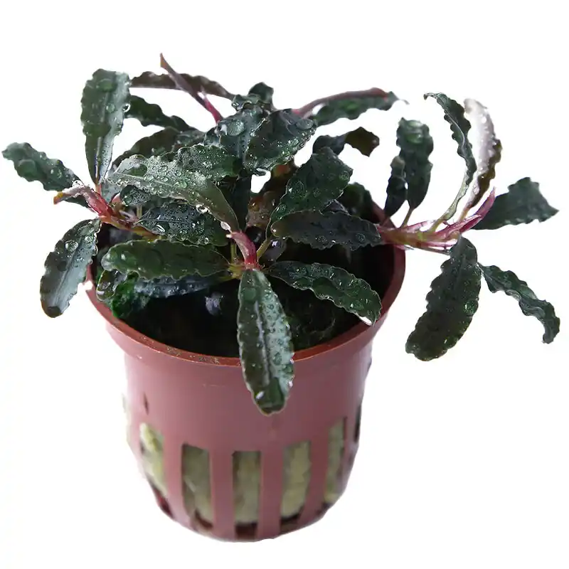 Rabatt Bucephalandra 'Kedagang'